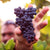 Butik Şarap'a yeni eklenen ürünler, şarap kitleri ve şarap yapım malzemeleri